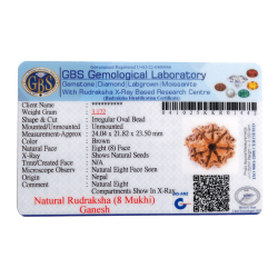 8 Mukhi Ganesha Rudraksha Size 24.04mm (With Lab Certificate)