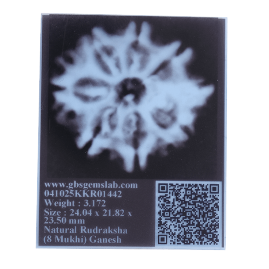 8 Mukhi Ganesha Rudraksha Size 19.55 mm (With Lab Certificate) image