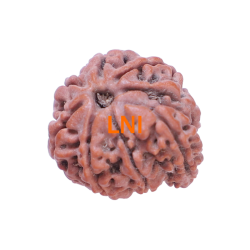 8 Mukhi Ganesha Rudraksha Size 19.55 mm (With Lab Certificate)