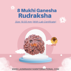 8 Mukhi Ganesha Rudraksha Size 19.55 mm (With Lab Certificate)