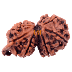 8 Mukhi Gauri Shankar Ganesha Rudraksha Size 31.80 mm (Certified)