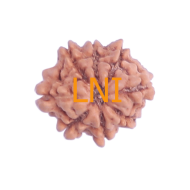 8 Mukhi Rudraksha Size 14.70 mm (Certified)