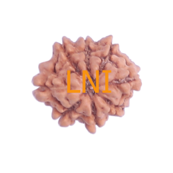 8 Mukhi Rudraksha Size 14.70 mm (Certified)