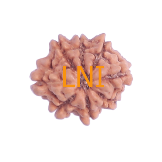 8 Mukhi Rudraksha Size 15.02 mm (Certified) image