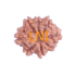8 Mukhi Rudraksha Size 14.70 mm (Certified)