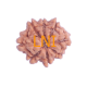 8 Mukhi Rudraksha Size 15.02 mm (Certified) image
