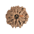 8 Mukhi Rudraksha Size 17.25 mm (Certified)