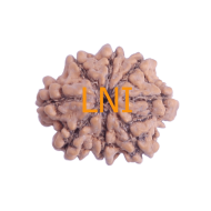 8 Mukhi Rudraksha Size 17.78 mm (Certified)