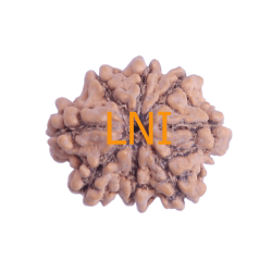8 Mukhi Rudraksha Size 17.78 mm (Certified)