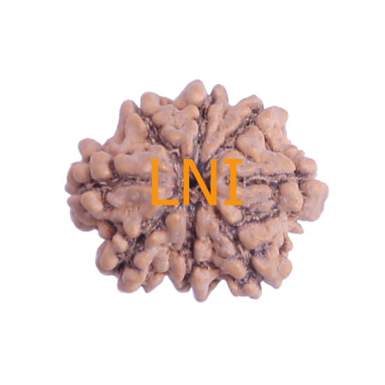 8 Mukhi Rudraksha Size 21.80 mm (Certified) image