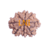 8 Mukhi Rudraksha Size 17.78 mm (Certified)