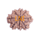 8 Mukhi Rudraksha Size 21.80 mm (Certified) image