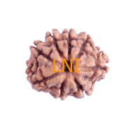 8 Mukhi Rudraksha Size 17.85 mm (Certified)