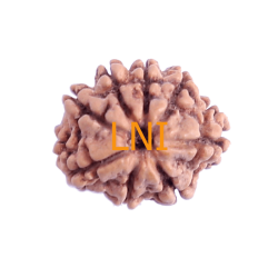 8 Mukhi Rudraksha Size 17.85 mm (Certified)