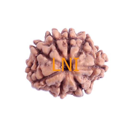 8 Mukhi Rudraksha Size 18.57 mm (Certified) image