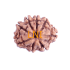 8 Mukhi Rudraksha Size 17.85 mm (Certified)