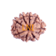 8 Mukhi Rudraksha Size 18.57 mm (Certified) image