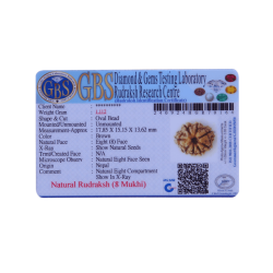 8 Mukhi Rudraksha Size 17.85 mm (Certified)