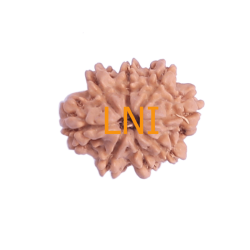 8 Mukhi Rudraksha Size 18.07 mm (Certified)