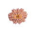 8 Mukhi Rudraksha Size 18.07 mm (Certified)