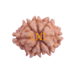 8 Mukhi Rudraksha Size 18.16  mm (Certified)