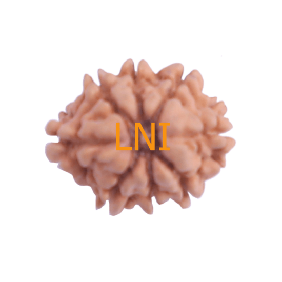 8 Mukhi Rudraksha Size 24.82 mm (Certified) image