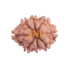 8 Mukhi Rudraksha Size 18.16  mm (Certified)