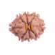 8 Mukhi Rudraksha Size 24.82 mm (Certified) image