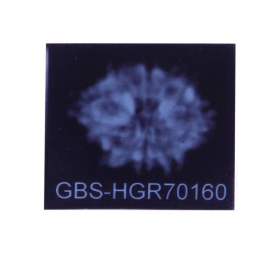 8 Mukhi Rudraksha Size 24.82 mm (Certified) image