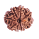 8 Mukhi Rudraksha Size 23.73 mm (Certified)