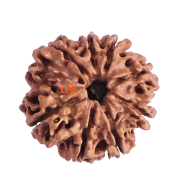 8 Mukhi Rudraksha Size 25.34 mm (Certified)