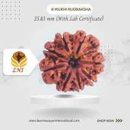8 Mukhi Rudraksha Size 25.83  mm (Certified)
