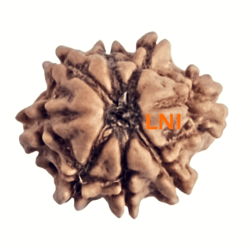 8 Mukhi Rudraksha Size 15.02 mm (Certified)