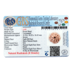 8 Mukhi Rudraksha Size 18.76 mm (Certified)