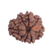 8 Mukhi Rudraksha Size 19.83 mm (Certified)