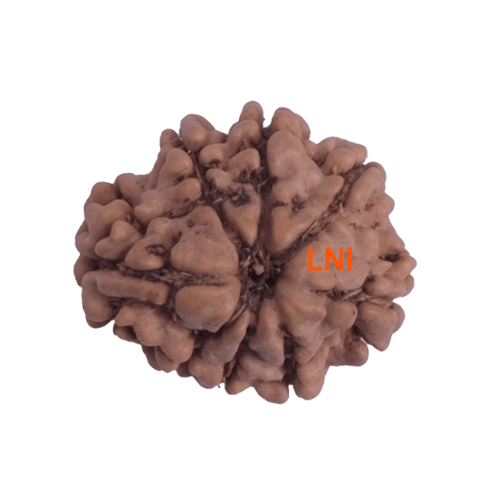 8 Mukhi Rudraksha Size 19.83 mm (Certified) image