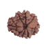 8 Mukhi Rudraksha Size 19.83 mm (Certified)