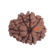 8 Mukhi Rudraksha Size 19.83 mm (Certified) image