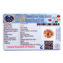 8 Mukhi Rudraksha Size 19.83 mm (Certified)
