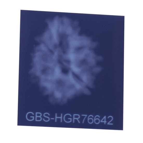 8 Mukhi Rudraksha Size 19.83 mm (Certified) image