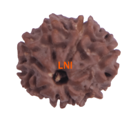 8 Mukhi Rudraksha Size 17.93 mm (Certified) 