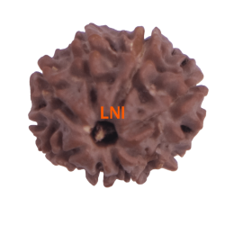 8 Mukhi Rudraksha Size 17.93 mm (Certified) 