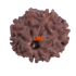 8 Mukhi Rudraksha Size 17.93 mm (Certified) 