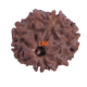 8 Mukhi Rudraksha Size 24.63 mm (Certified) image