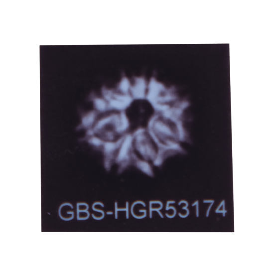 8 Mukhi Rudraksha Size 24.63 mm (Certified) image