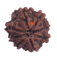 8 Mukhi Rudraksha Size 18.27 mm (Certified)