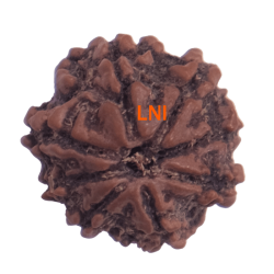 8 Mukhi Rudraksha Size 18.27 mm (Certified)