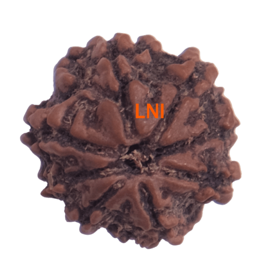 8 Mukhi Rudraksha Size 21.80 mm (Certified) image