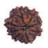 8 Mukhi Rudraksha Size 18.27 mm (Certified)