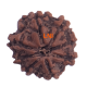 8 Mukhi Rudraksha Size 21.80 mm (Certified) image